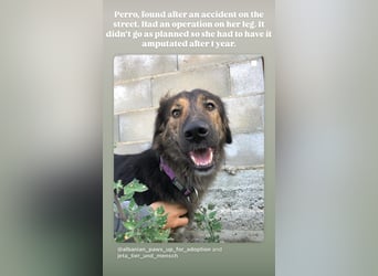 Perro (5) ist unsere dreibeinige Schönheit