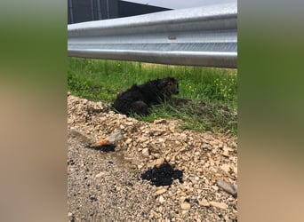 Perro (5) ist unsere dreibeinige Schönheit