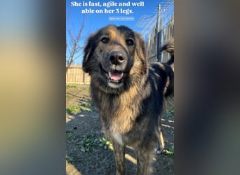 Perro (5) ist unsere dreibeinige Schönheit