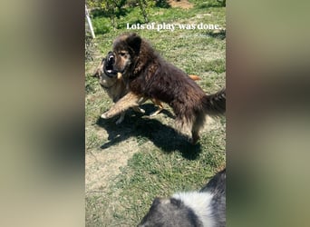 Perro (5) ist unsere dreibeinige Schönheit