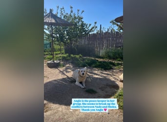 Anxhi (3) sehnt sich nach einer Familie