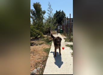 Perro (5) ist unsere dreibeinige Schönheit