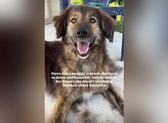 Perro (5) ist unsere dreibeinige Schönheit