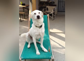 Patch (3) ist ein wahrer Sonnenschein