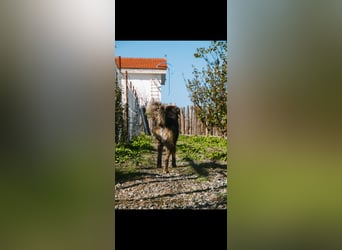 Perro (5) ist unsere dreibeinige Schönheit