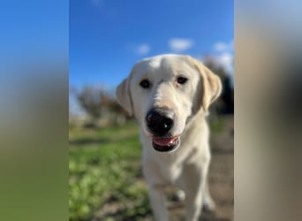 Patch (3) ist ein wahrer Sonnenschein