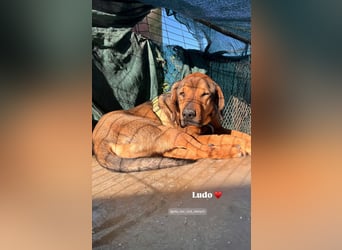 Ludo (7) sehnt sicht nach einem Zuhause