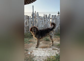 Perro (5) ist unsere dreibeinige Schönheit