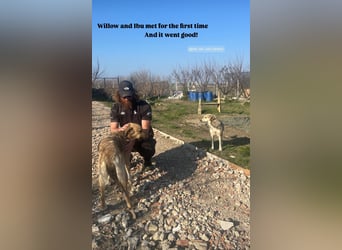 Willow (2) ist bereit für die Welt