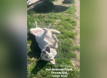Patch (3) ist ein wahrer Sonnenschein