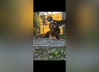 Perro (5) ist unsere dreibeinige Schönheit