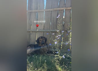 Perro (5) ist unsere dreibeinige Schönheit