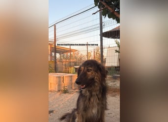 Perro (5) ist unsere dreibeinige Schönheit