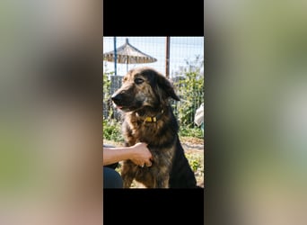 Perro (5) ist unsere dreibeinige Schönheit