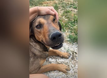 Ludo (7) sehnt sicht nach einem Zuhause