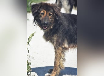 Perro (5) ist unsere dreibeinige Schönheit