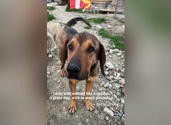 Ludo (7) sehnt sicht nach einem Zuhause
