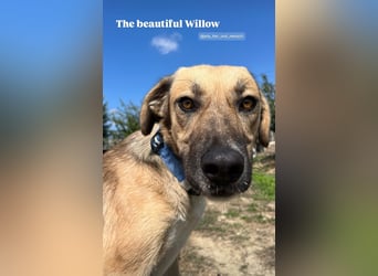 Willow (2) ist bereit für die Welt