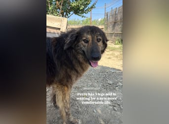 Perro (5) ist unsere dreibeinige Schönheit