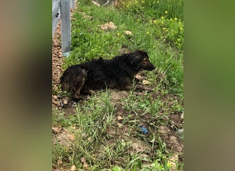 Perro (5) ist unsere dreibeinige Schönheit