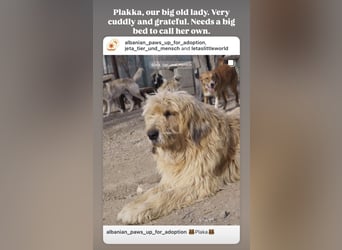 Oma Plakka (11) sucht ein gemütliches Plätzchen