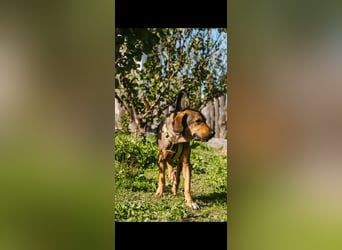 Ludo (7) sehnt sicht nach einem Zuhause