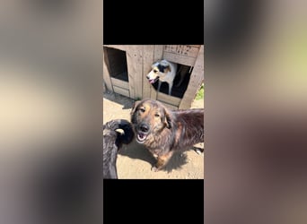 Perro (5) ist unsere dreibeinige Schönheit