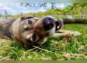 Charmanter Finn möchte die Welt erobern – hilfst du ihm dabei? (07806 Weira)