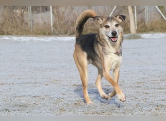 Rudi sehnt sich nach seiner eigenen Familie (84152 Mengkofen)