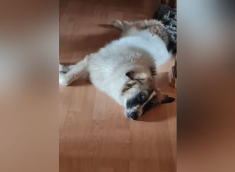 Ozora möchte überzeugen (84104 Rudelzhausen)