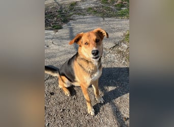 Lemmy - Verstehen Sie Hund? (07806 Weira)