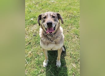 Charmanter Finn möchte die Welt erobern – hilfst du ihm dabei? (07806 Weira)