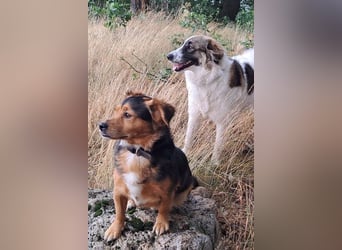 Ozora möchte überzeugen (84104 Rudelzhausen)