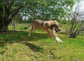 Charmanter Finn möchte die Welt erobern – hilfst du ihm dabei? (07806 Weira)
