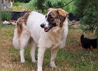 Ozora möchte überzeugen (84104 Rudelzhausen)