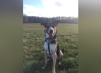 Rudi sehnt sich nach seiner eigenen Familie (84152 Mengkofen)