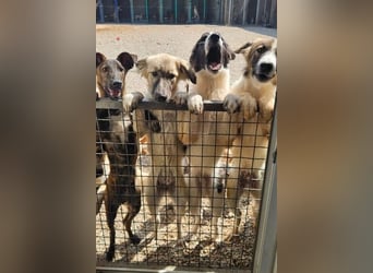 Bandon sucht sein großes Glück