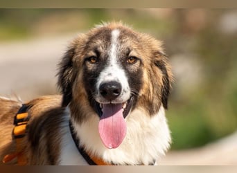 Bandon sucht sein großes Glück