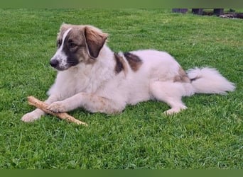 Ozora möchte überzeugen (84104 Rudelzhausen)