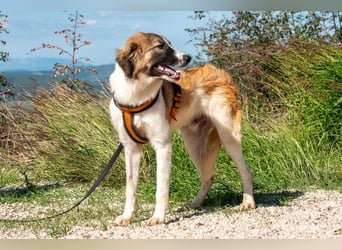 Bandon sucht sein großes Glück