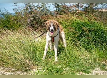 Bandon sucht sein großes Glück