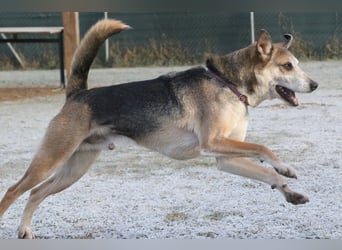 Rudi sehnt sich nach seiner eigenen Familie (84152 Mengkofen)