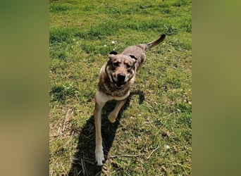 Charmanter Finn möchte die Welt erobern – hilfst du ihm dabei? (07806 Weira)