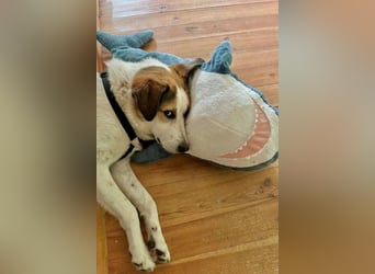 Sharky - Kinderfreund sucht Familie (47839 Krefeld)