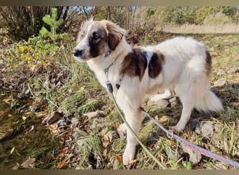 Ozora möchte überzeugen (84104 Rudelzhausen)