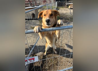 Lemmy - Verstehen Sie Hund? (07806 Weira)