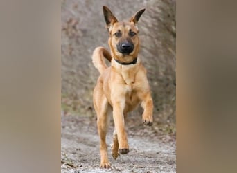 Maddox sucht Menschen, die ihm die Welt zeigen (73630 Remshalden)