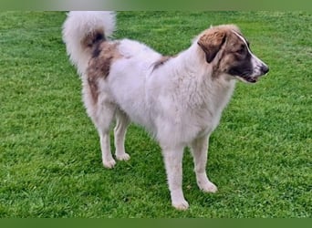 Ozora möchte überzeugen (84104 Rudelzhausen)