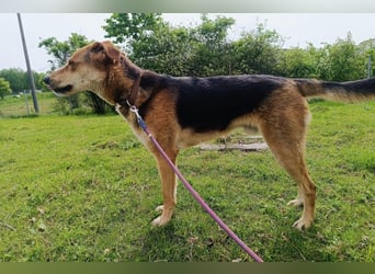 Lemmy - Verstehen Sie Hund? (07806 Weira)