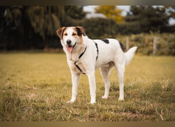 Sharky - Kinderfreund sucht Familie (47839 Krefeld)